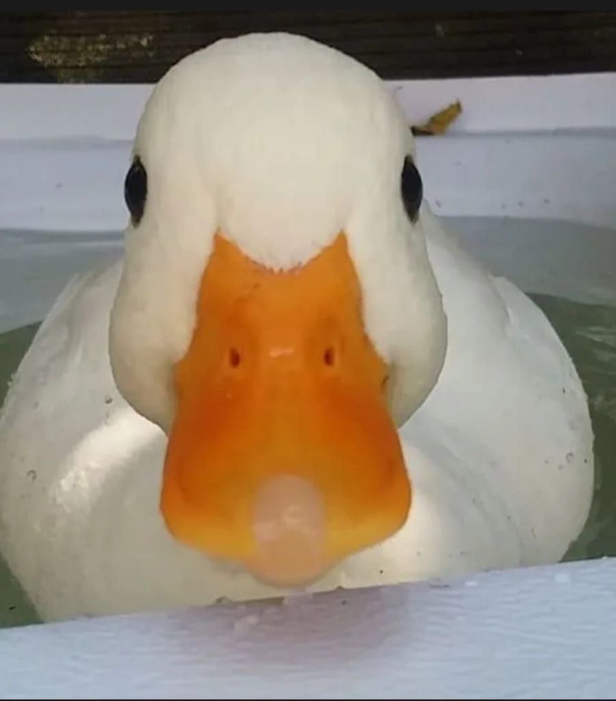 Profil de Rudi, 42 ans, Jeune gay à Wavre (Neuchâtel)